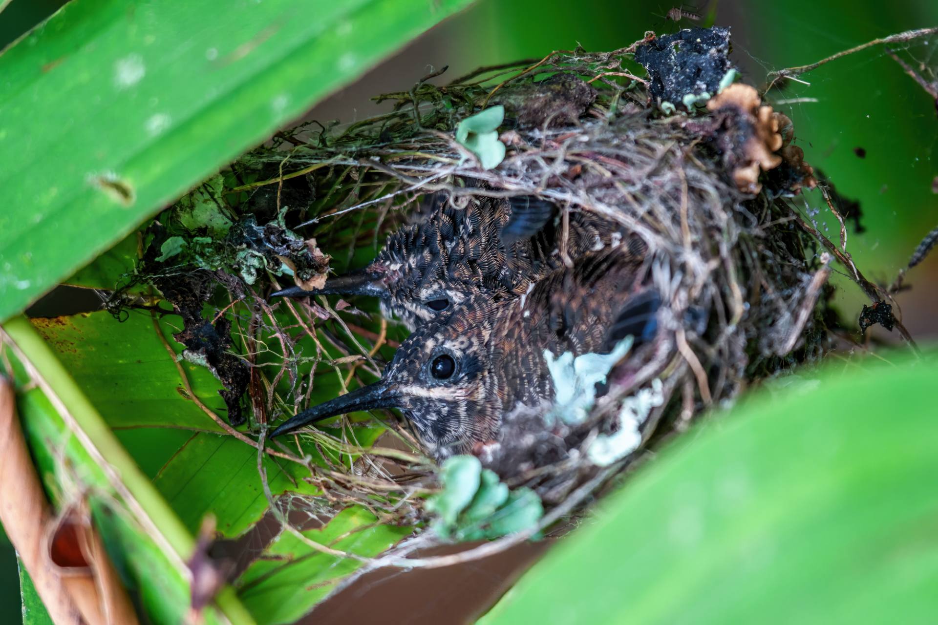 Kolibri-Nest mit zwei Jungen